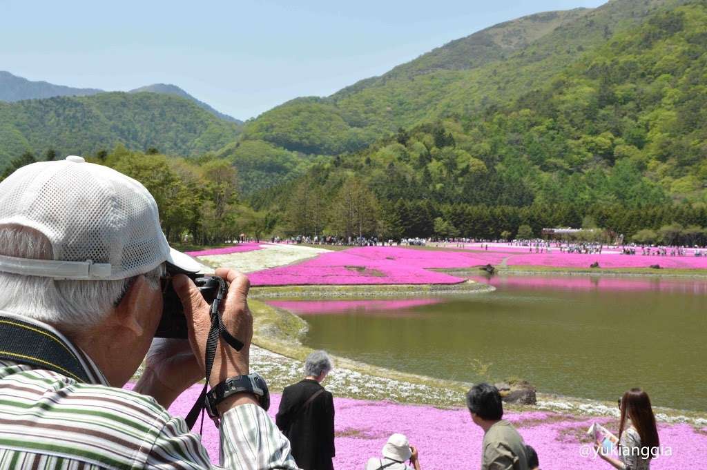 Indahnya Festival Bunga di Negeri Sakura