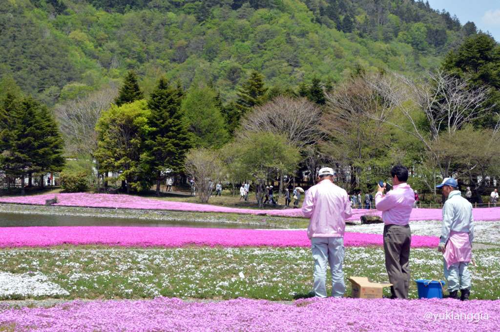 Indahnya Festival Bunga di Negeri Sakura