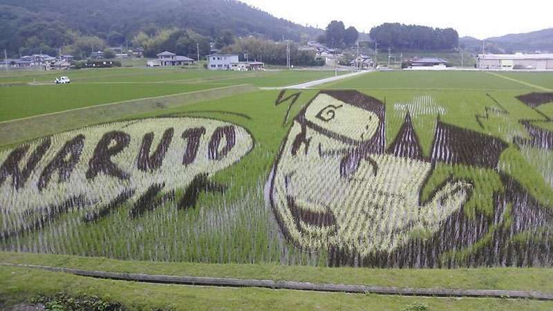 Begini Rupa Mengagumkan Sawah di Negeri Sakura