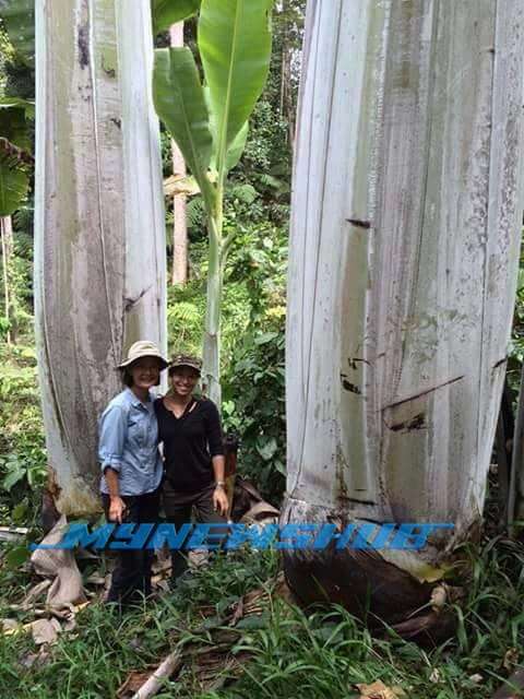 Pisang Raksasa di Indonesia, Makan Satu Takkan Habis!