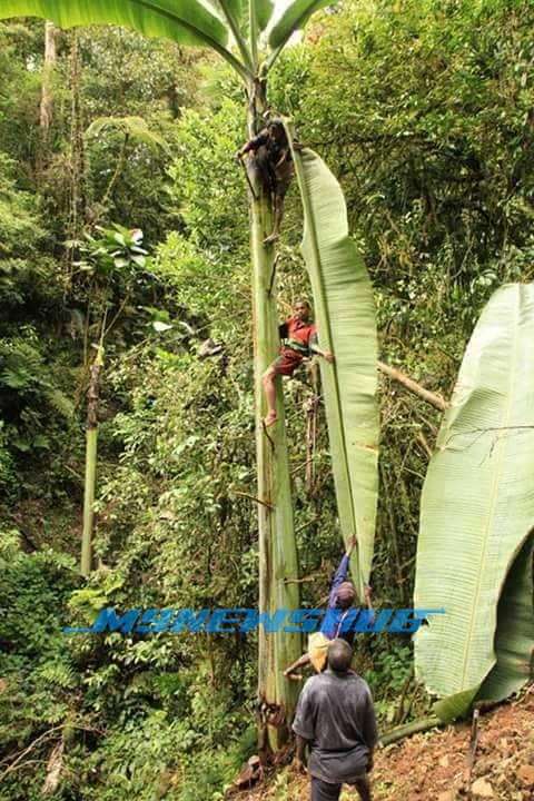 Pisang Raksasa di Indonesia, Makan Satu Takkan Habis!