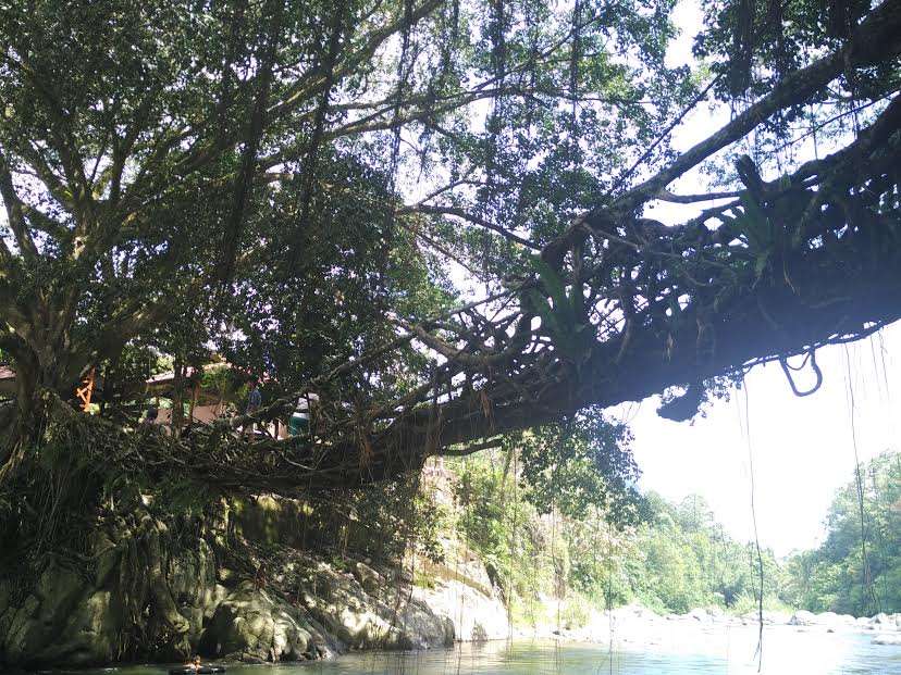 Keunikan Wisata Jembatan Akar Berusia Ratusan Tahun