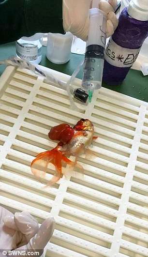 Ikan Kesayangan Kena Tumor, Pria Ini Relakan Rp3,9 Juta