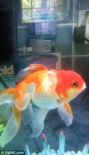 Ikan Kesayangan Kena Tumor, Pria Ini Relakan Rp3,9 Juta