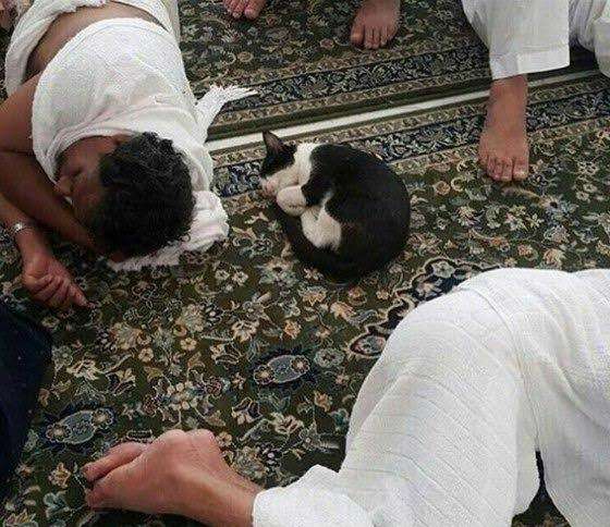Subhanallah, Lihat yang Dilakukan Kucing Itu di Masjidil Haram