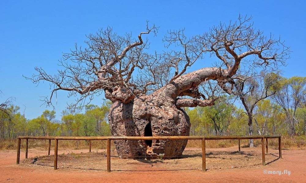 baobab australia