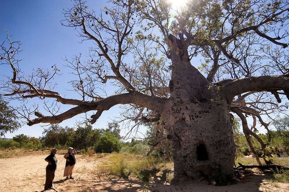 baobab australia