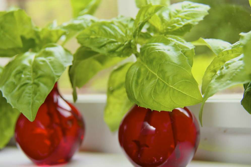 Tanaman Basil (Foto: Gardengal Bevy)