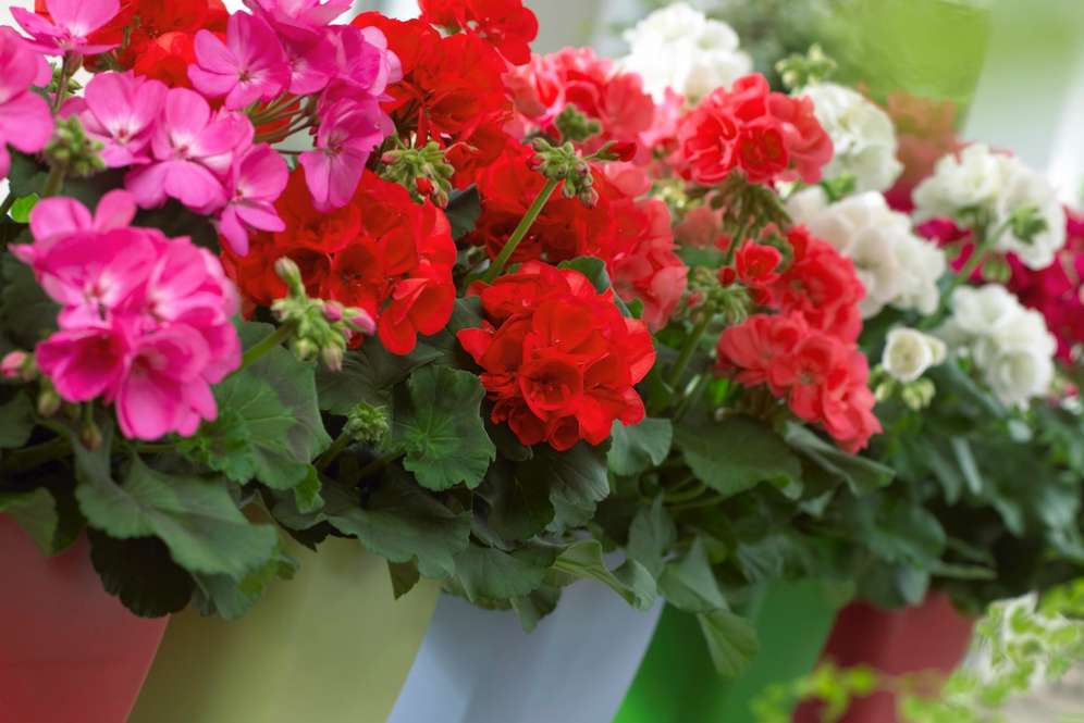 Geranium (Foto: Lush Fab)
