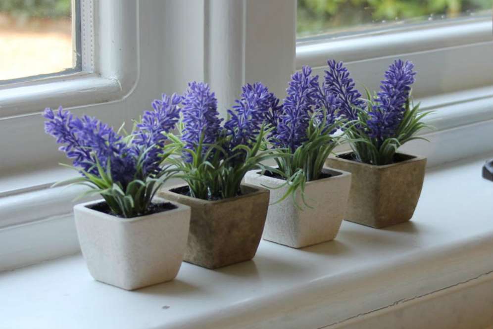 Lavender (Foto: Melody Maison)