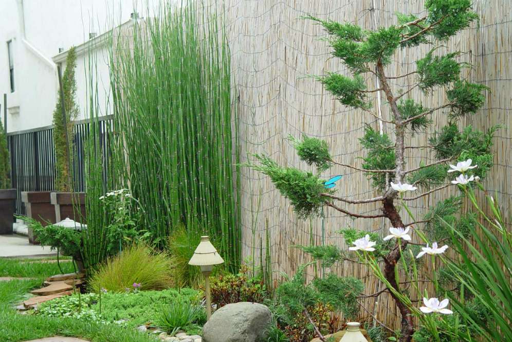 Elemen tumbuhan taman Zen (Foto: Pinterest) Elemen tumbuhan taman Zen (Foto: Pinterest)