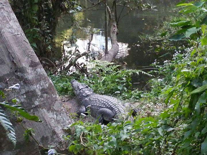 Turis digigit buaya Turis digigit buaya