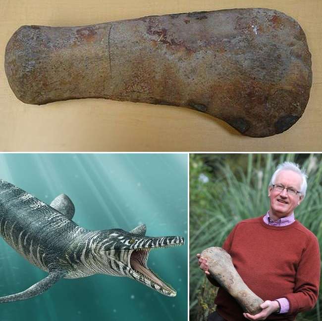 Temuan aneh di belakang rumah Temuan aneh di belakang rumah