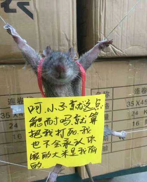 tikus maling dihukum tikus maling dihukum