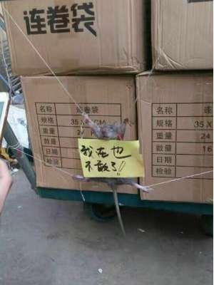 tikus maling dihukum tikus maling dihukum