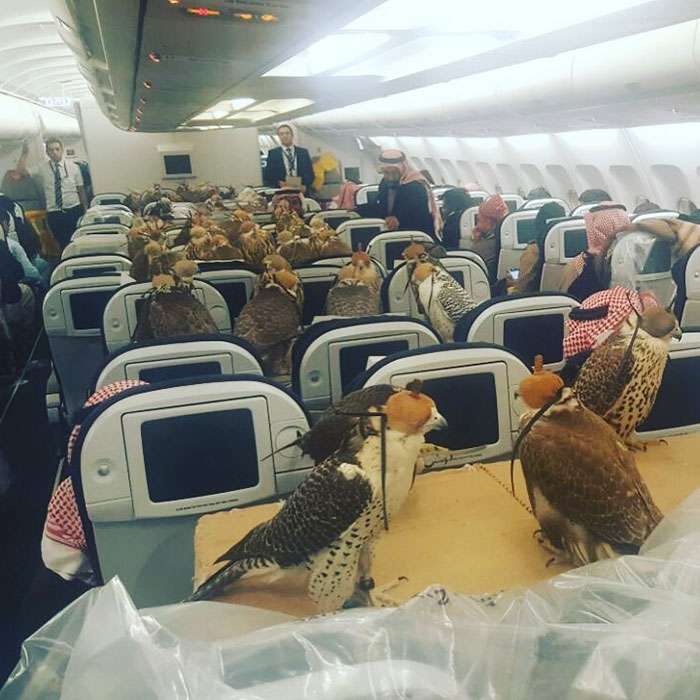 Elang Pangeran Saudi