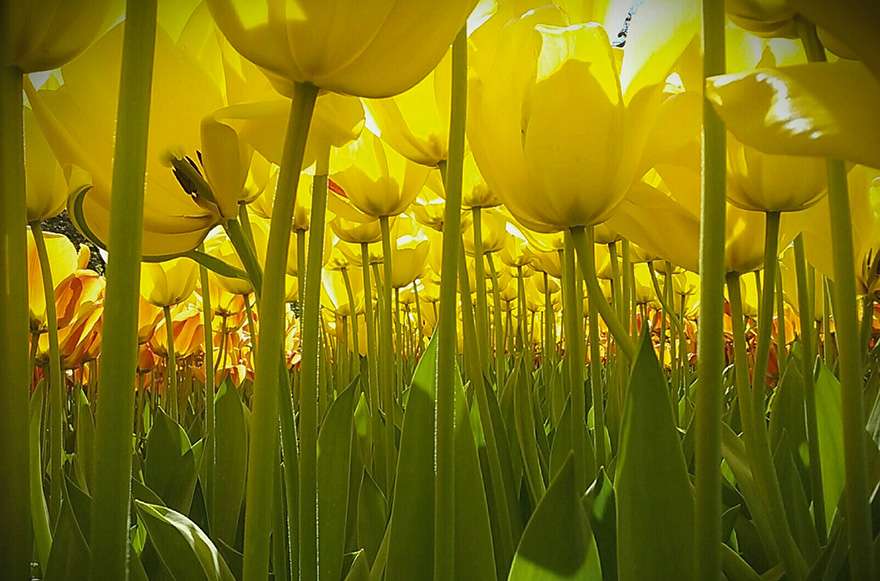 Karya Pemenang Kontes Foto NatGeo
