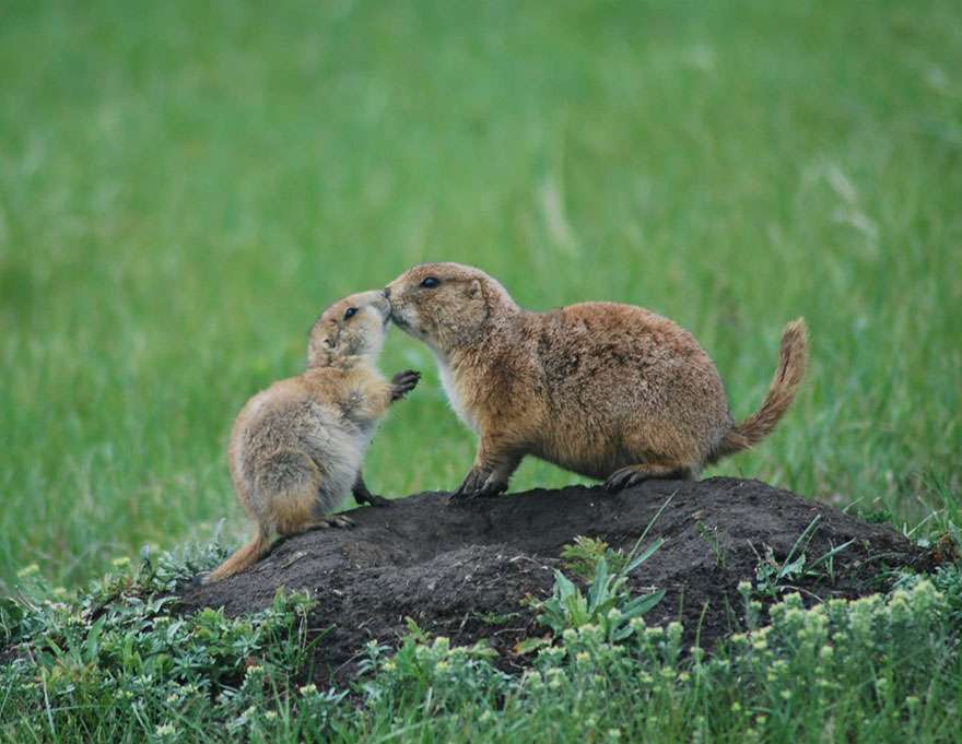 Karya Pemenang Kontes Foto NatGeo