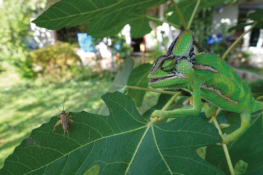 Karya Pemenang Kontes Foto NatGeo
