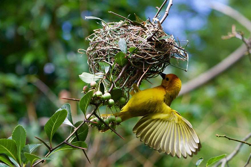 Karya Pemenang Kontes Foto NatGeo