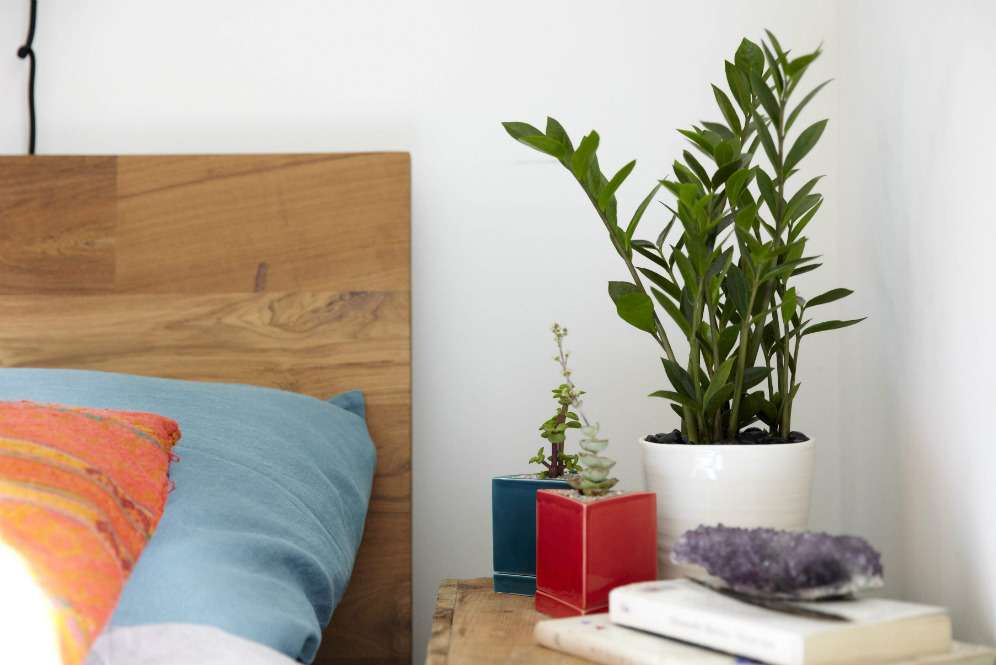 Tumbuhan di kamar tidur (Pillow Talk)