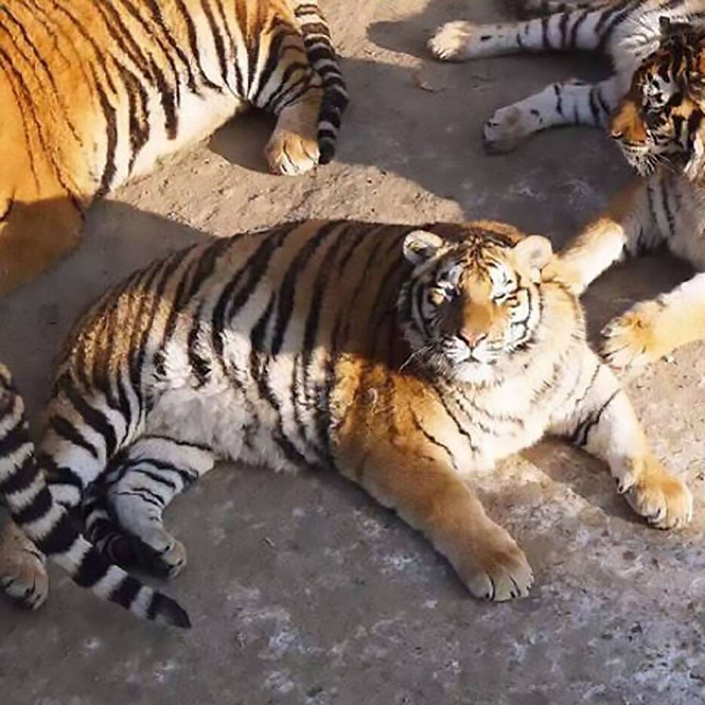 Macan kegendutan