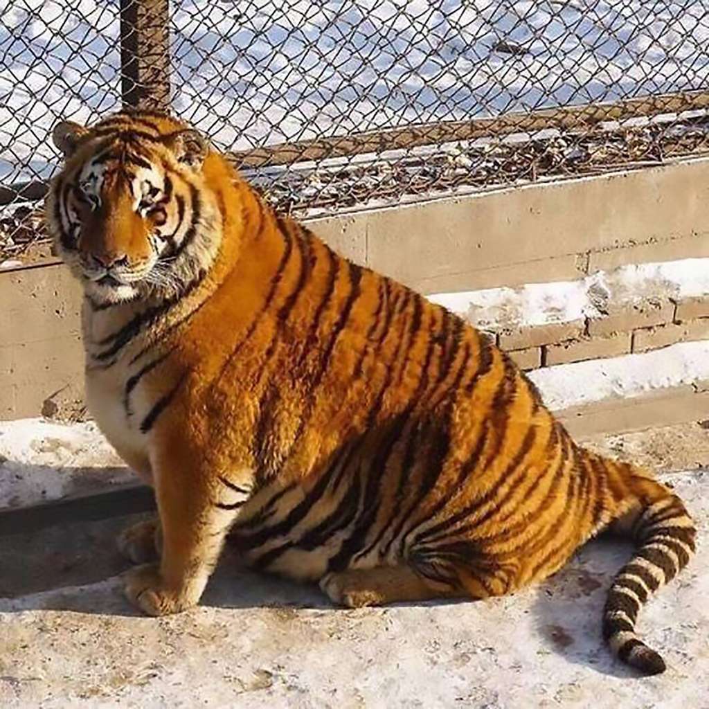 Macan kegendutan