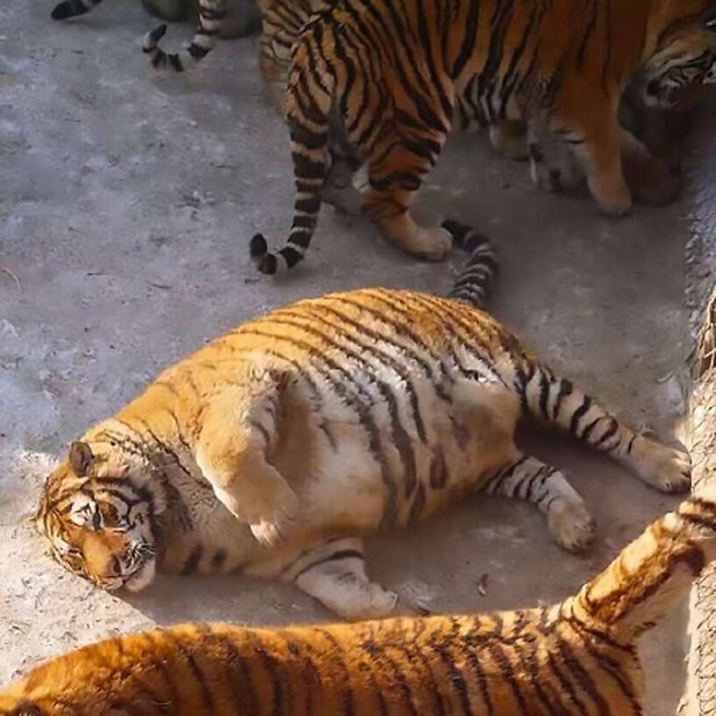Macan kegendutan
