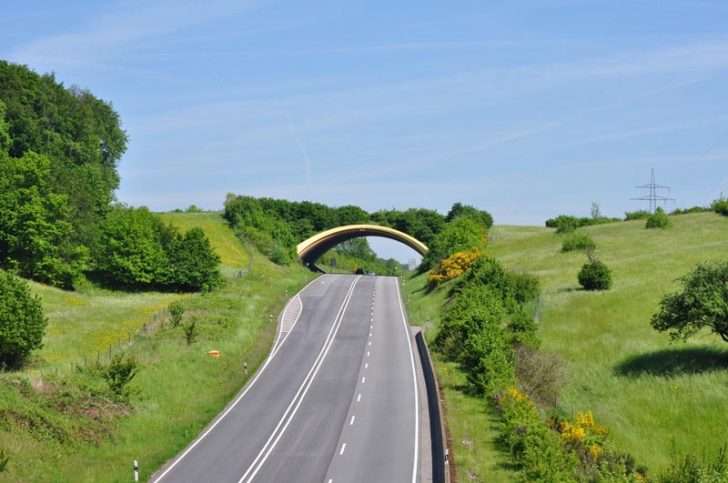 Jembatan Hewan Jembatan Hewan