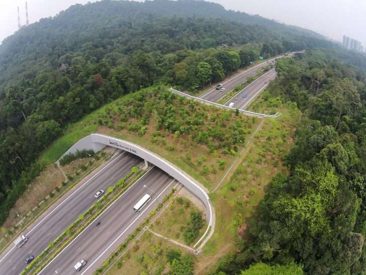 Jembatan Hewan Jembatan Hewan