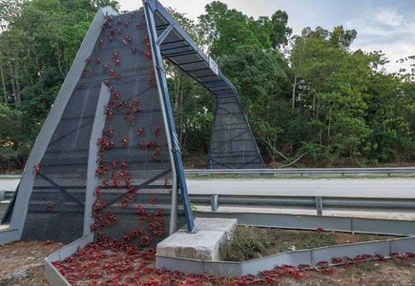 Jembatan Hewan Jembatan Hewan
