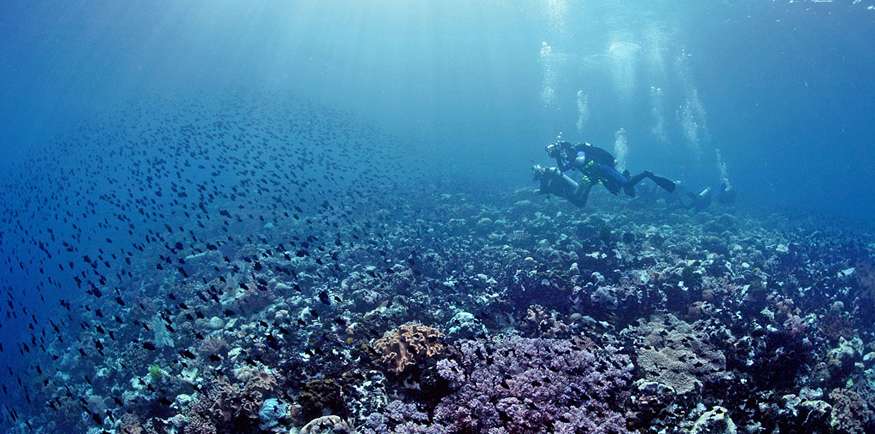 Destinasi Menyelam Terbaik di Indonesia