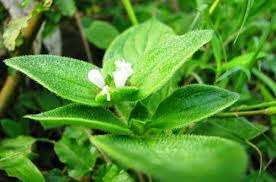 Daun Urang Aring