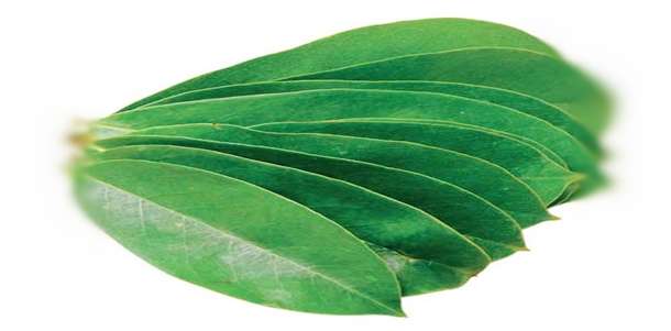 Daun Sirsak