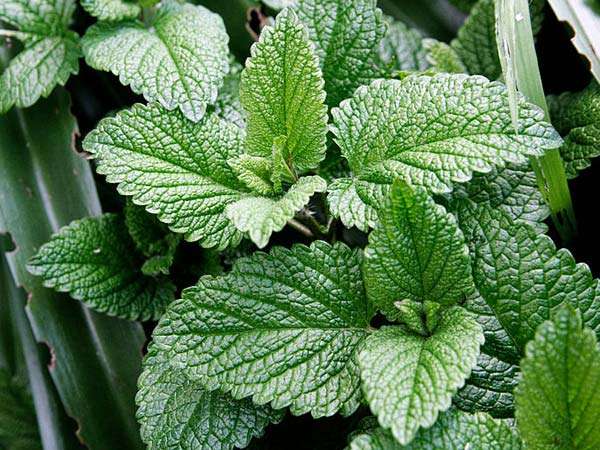 Daun mint