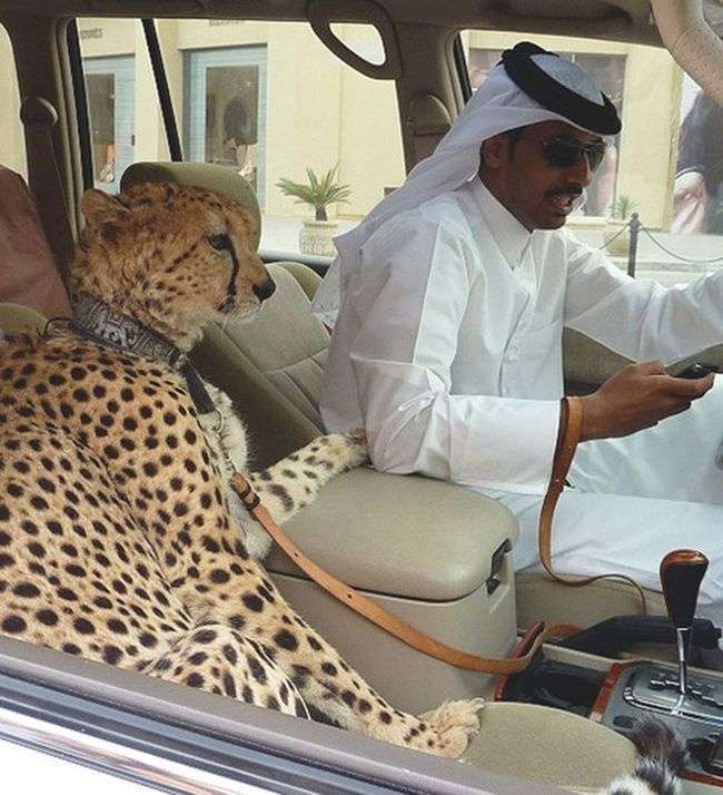 Hal Unik di Dubai