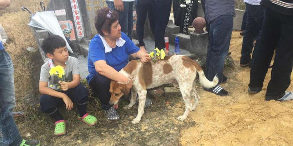 Anjing itu mengikuti terus majikannya Anjing itu mengikuti terus majikannya