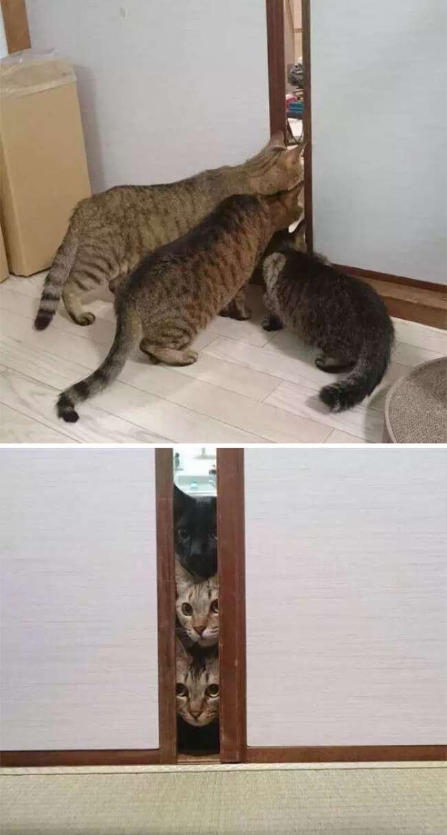 Reaksi lucu hewan
