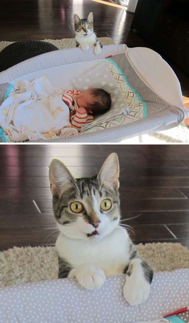 Reaksi lucu hewan