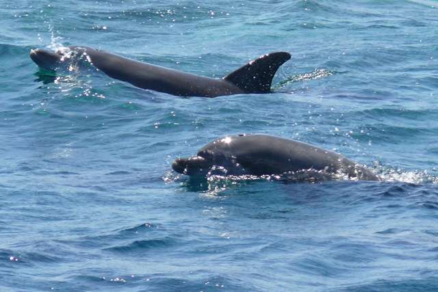 lumba-lumba lumba-lumba