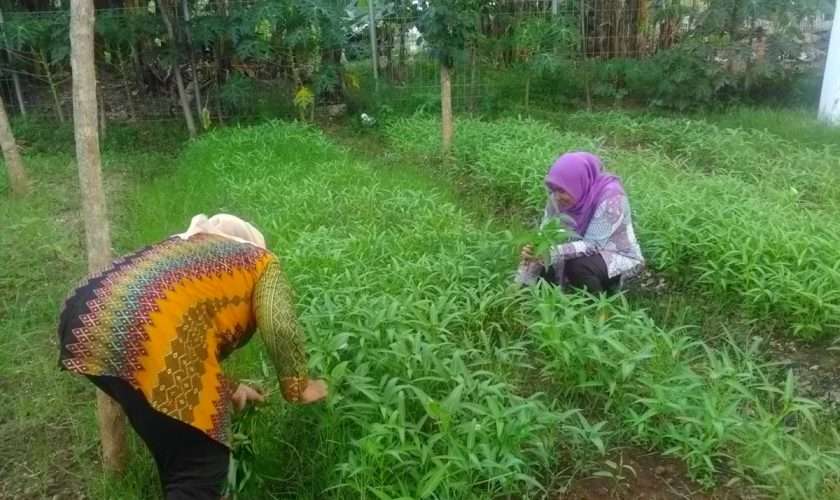 Panen kangkung