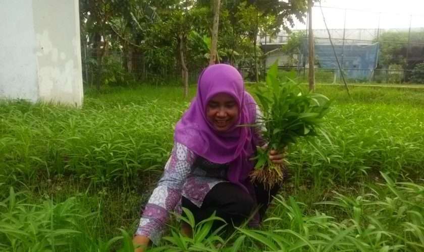 Panen kangkung