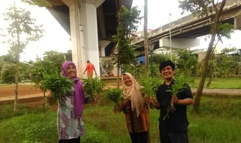Panen kangkung