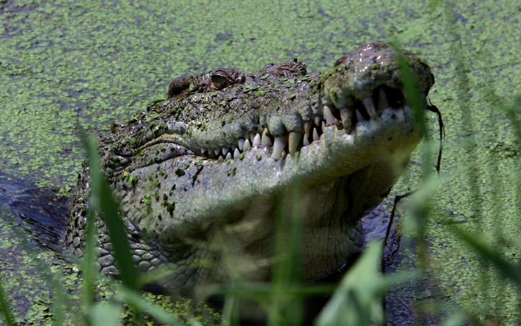 buaya