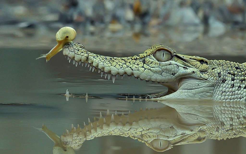 buaya