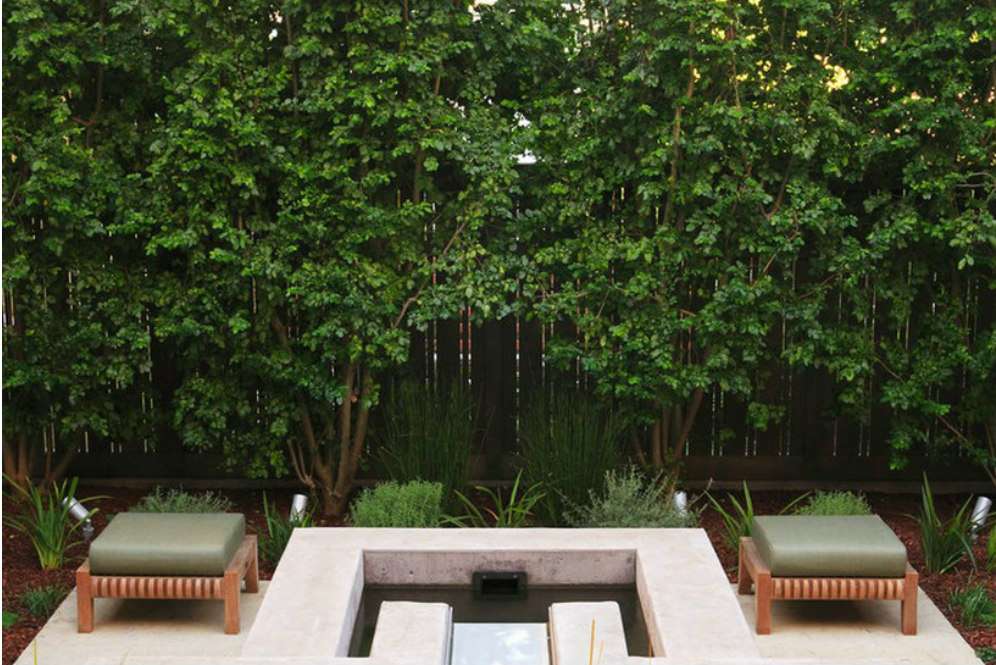 Tanaman Italian Bluckthorn