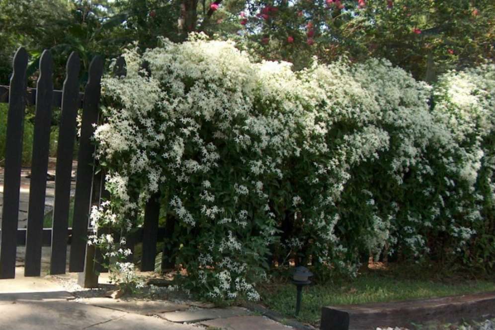 Tanaman rambat untuk pagar