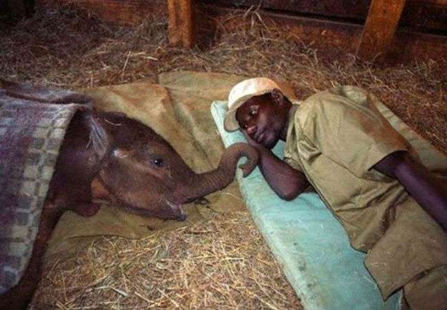 Menemani anak gajah