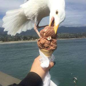 Es krim itu memancing burung camar datang