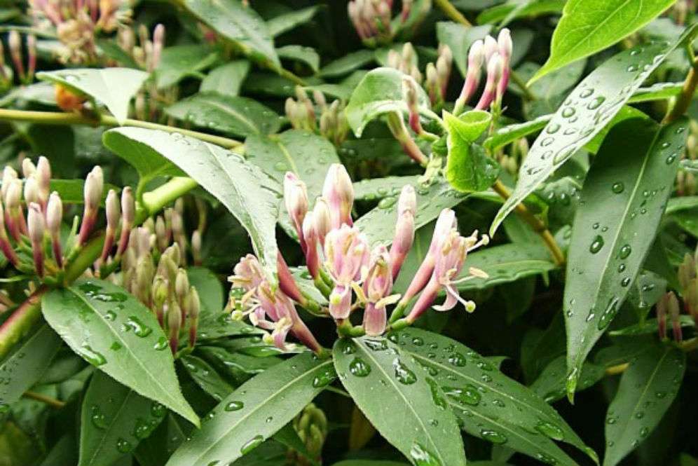 Tumbuhan Honeysuckle